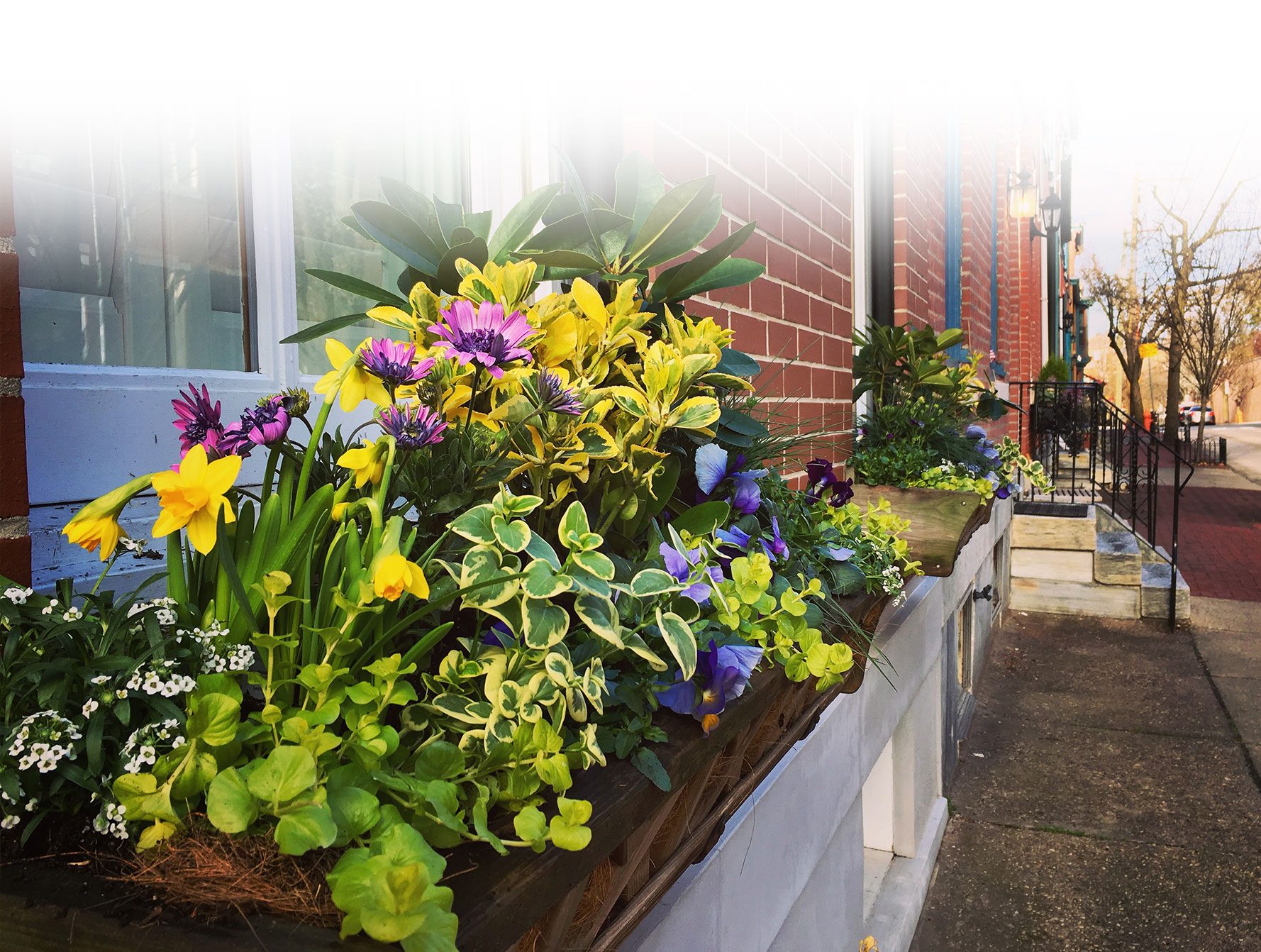 Yellow and Purple Front Window Box Spring Arrangements