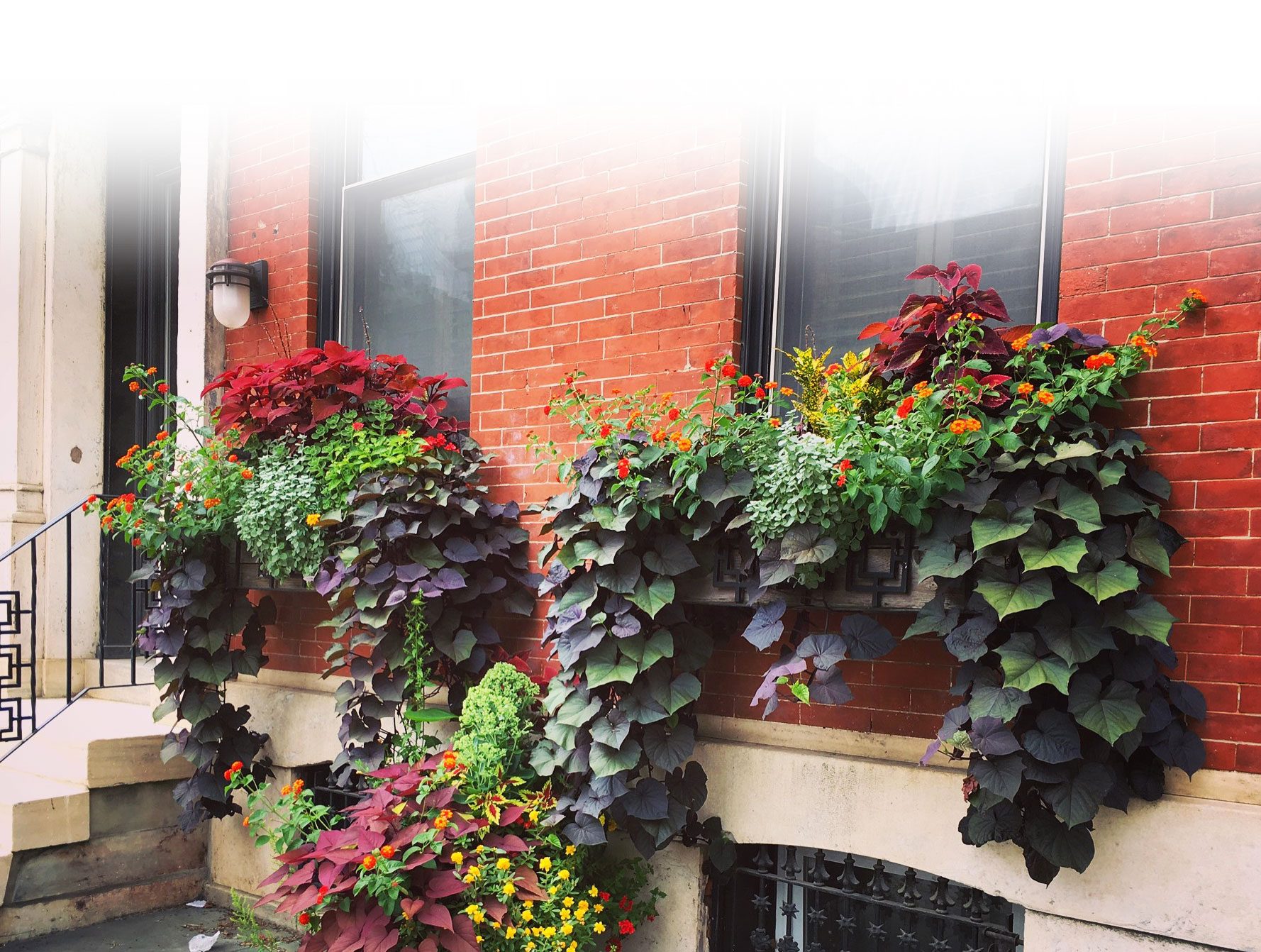 Front Door Window Box Summer Arrangements