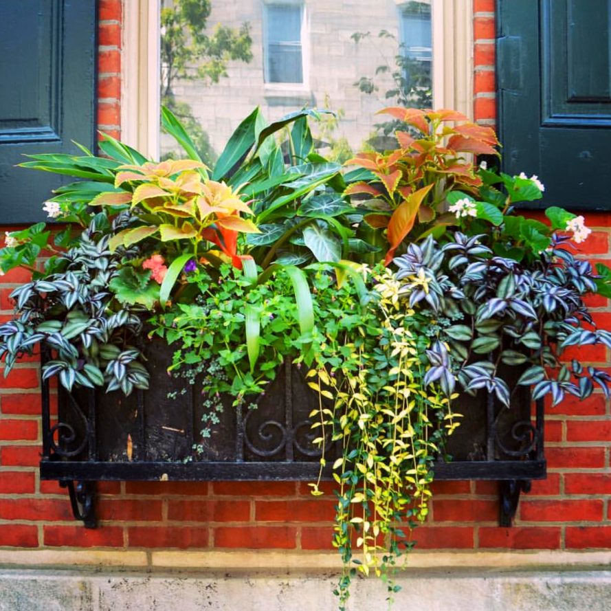 Summer Window Box Arrangement with green plants
