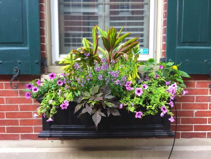 Subscription Planters Window Boxes For Your Home Or Business