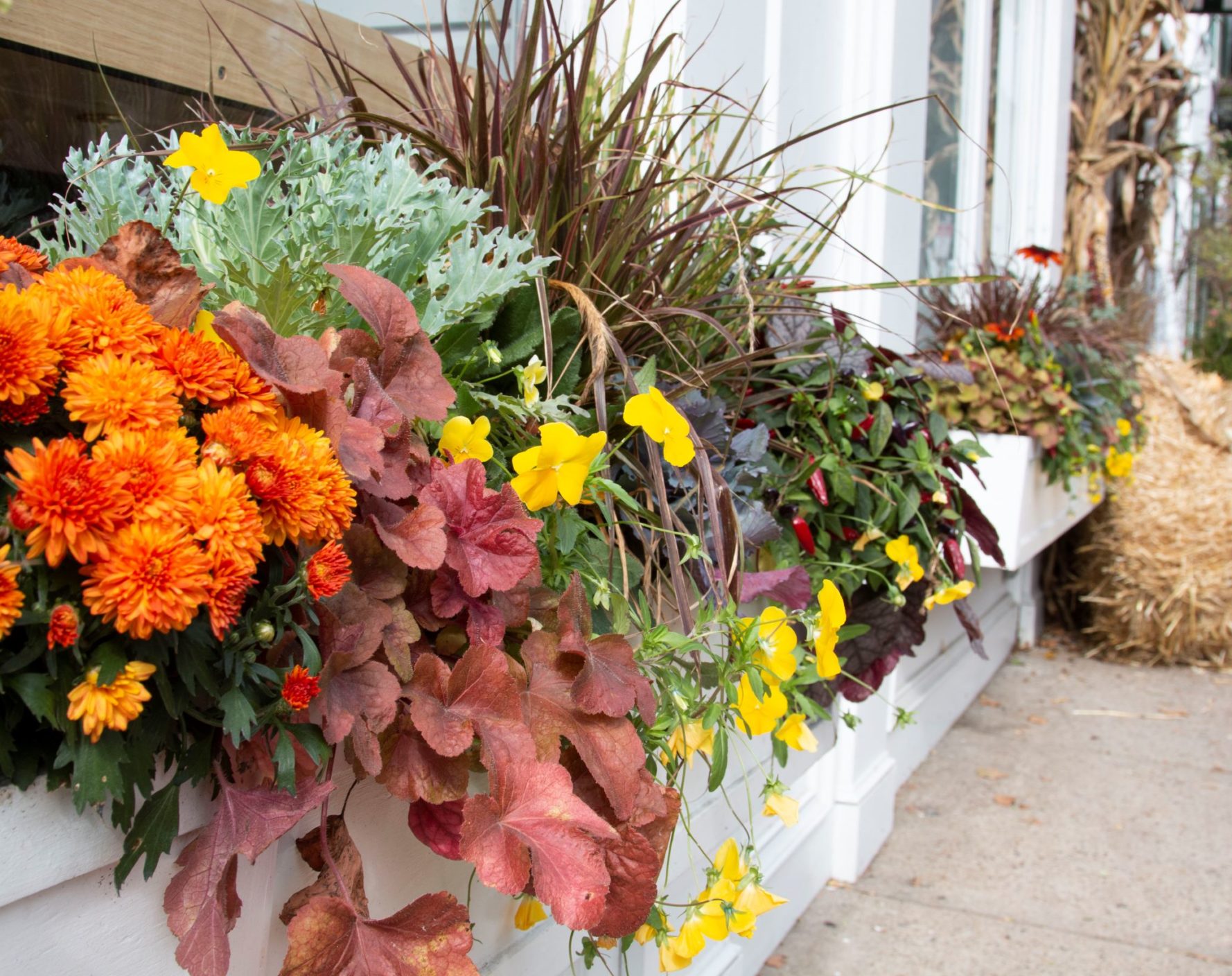 Fall Window Box Arrangement on front windows