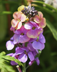 Erysimum Brightside Magenta Glow