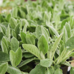 Lambs ear