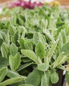 Lambs ear