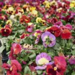 Pansies