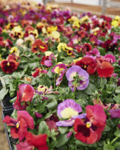 Pansies