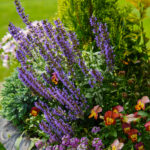 Salvia