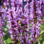 Salvia