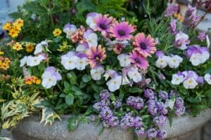 A vibrant garden planter with purple daisies, white and yellow pansies, and clusters of small purple flowers. Lush greenery frames the cheerful display.