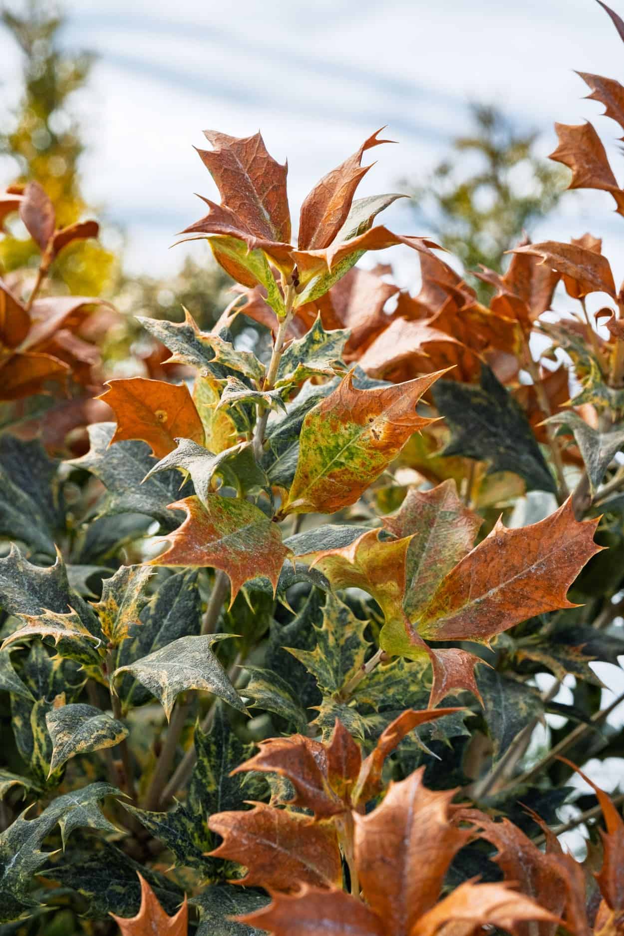 Winter Burn in Evergreens: What It Is, Why  It Happens, and What to Do About It 