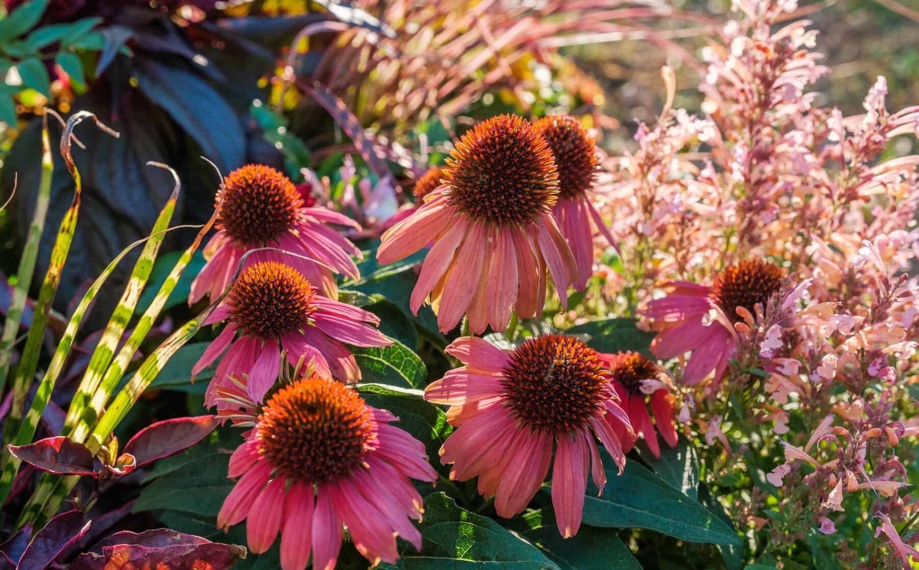 Sunlit close-up of pink coneflowers with dark centers surrounded by soft, feathery foliage.