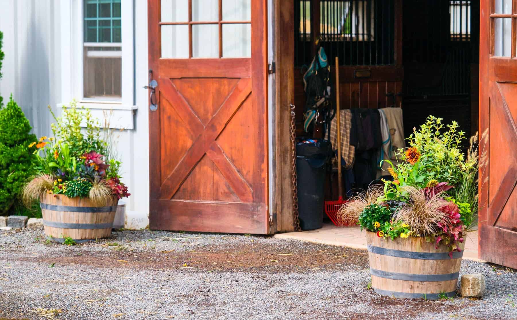 Barn doorway with two wooden barrel planters overflowing with grasses, mums, and mixed fall flowers.