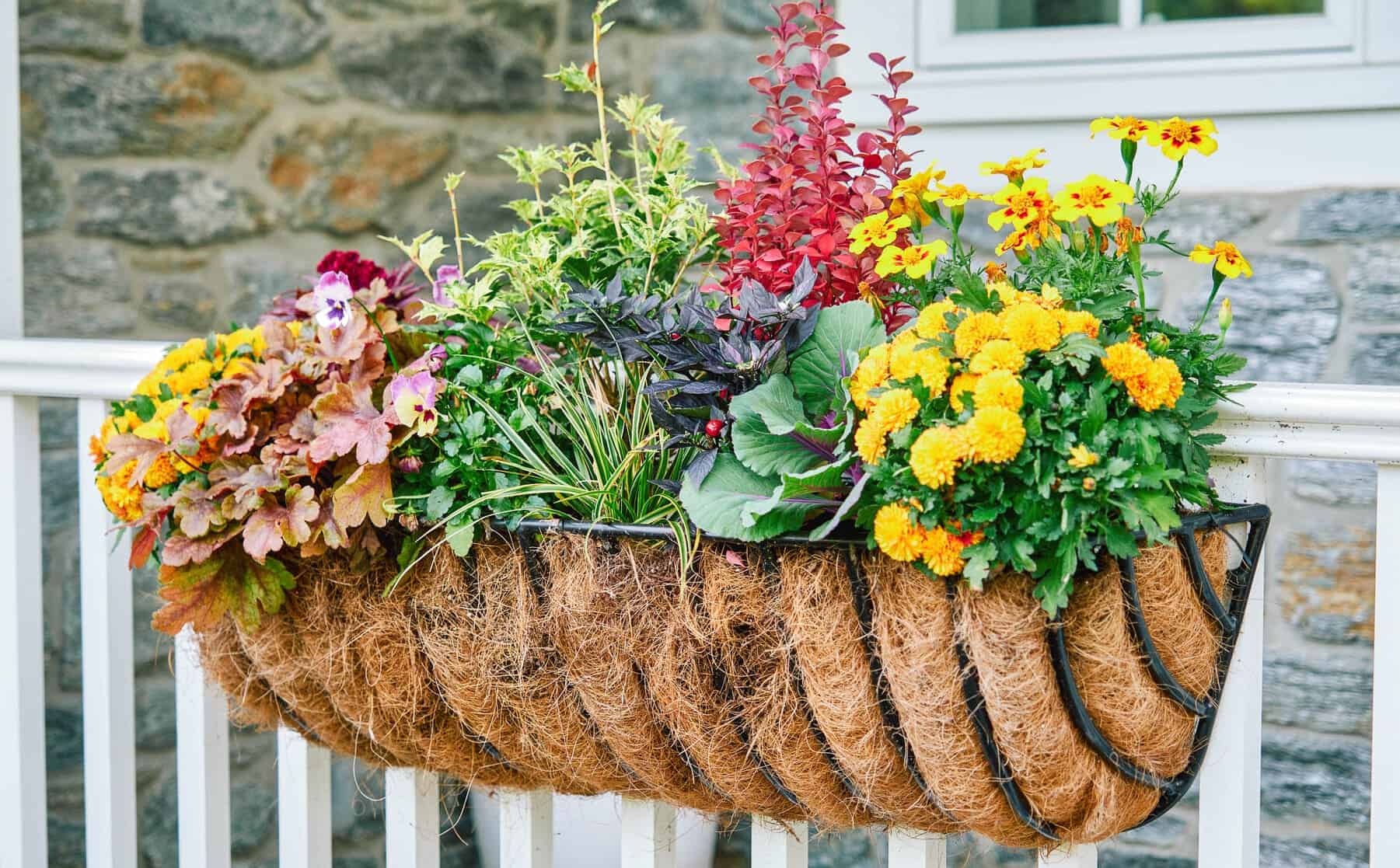 Railing basket lined with coco fiber, planted with yellow mums, marigolds, leafy greens, and red accent foliage.