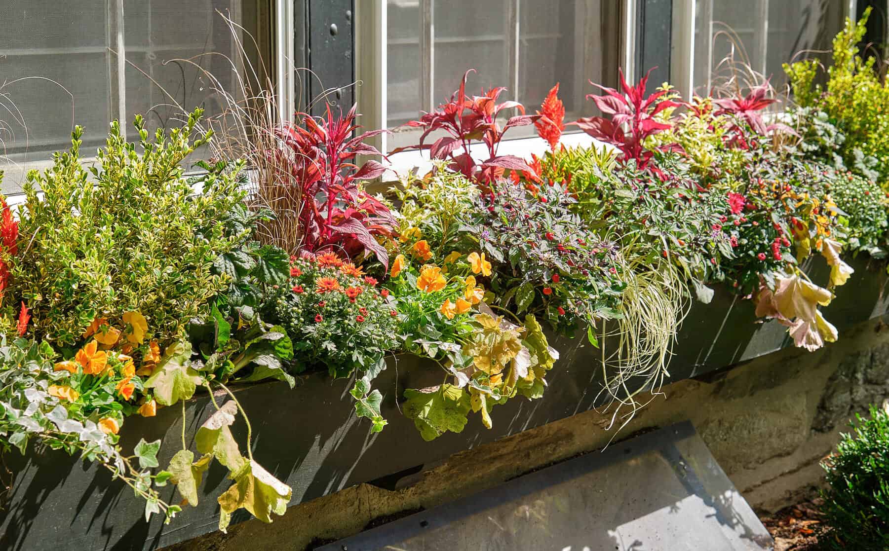 Long window box packed with fall foliage and flowers—orange blooms, red celosia, trailing grasses, and mixed greenery in bright sun.