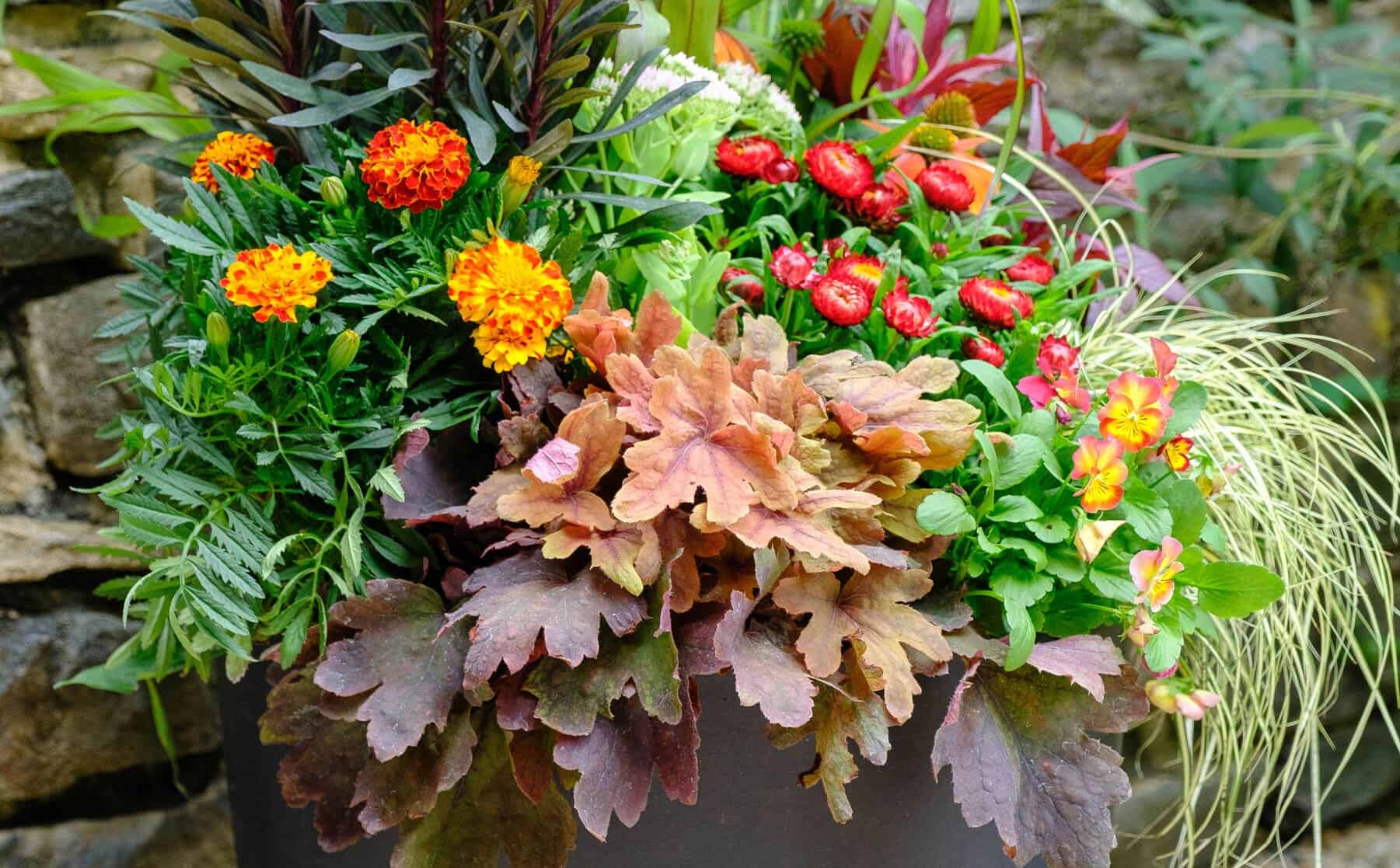 Close-up of a container with orange marigolds, red daisy-like blooms, bronzy heuchera leaves, and cascading ornamental grass.