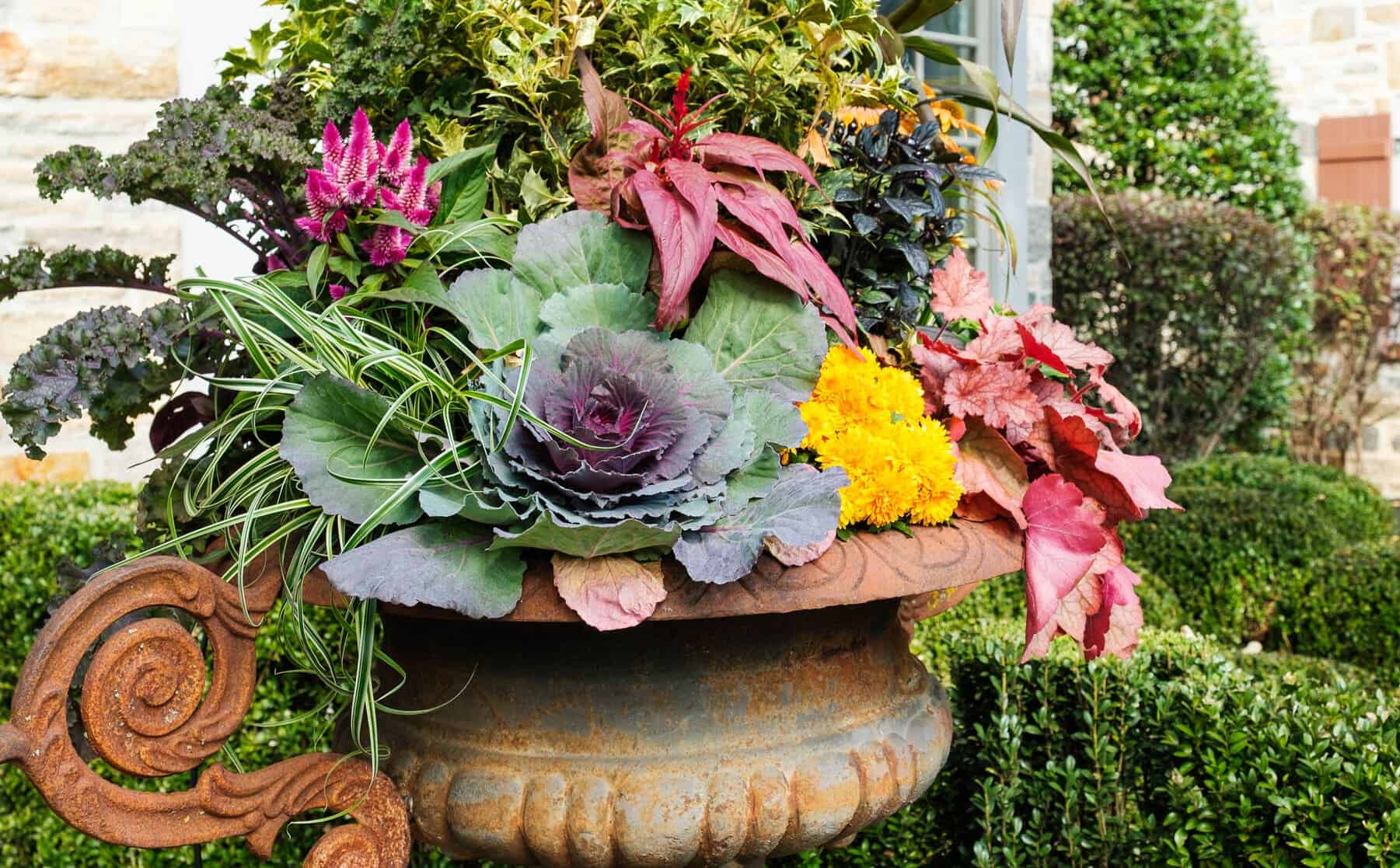 Oversized urn arrangement featuring ornamental cabbage, curly kale, bright yellow mums, pink celosia, and striped grass.