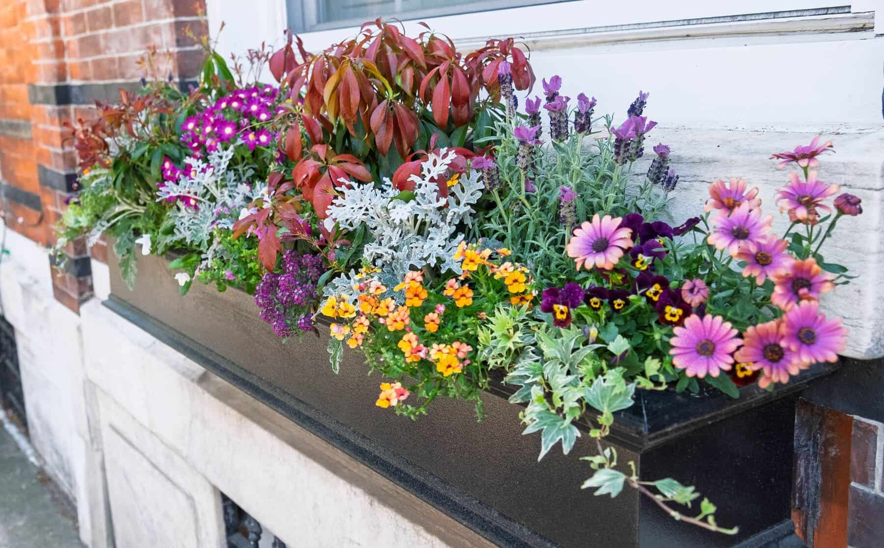 Long black window box on a brick wall filled with lavender, silvery foliage, orange/yellow blooms, and pink flowers.