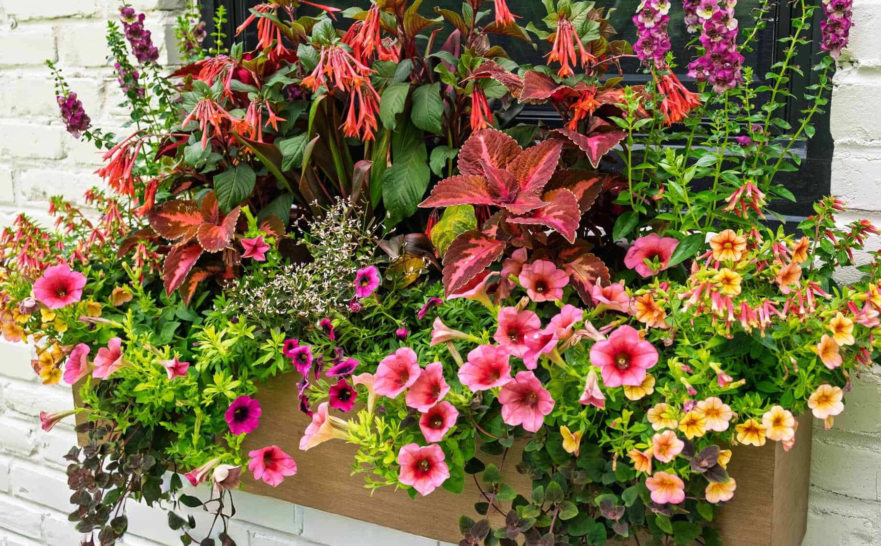 Full window box arrangement with bright pink petunias, orange tubular flowers, burgundy coleus, and mixed greenery against white brick.