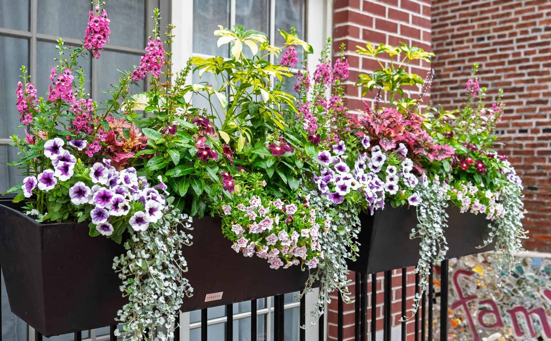 Two railing planters overflowing with purple-and-white petunias, pink flower spikes, and trailing silver foliage on a brick building.