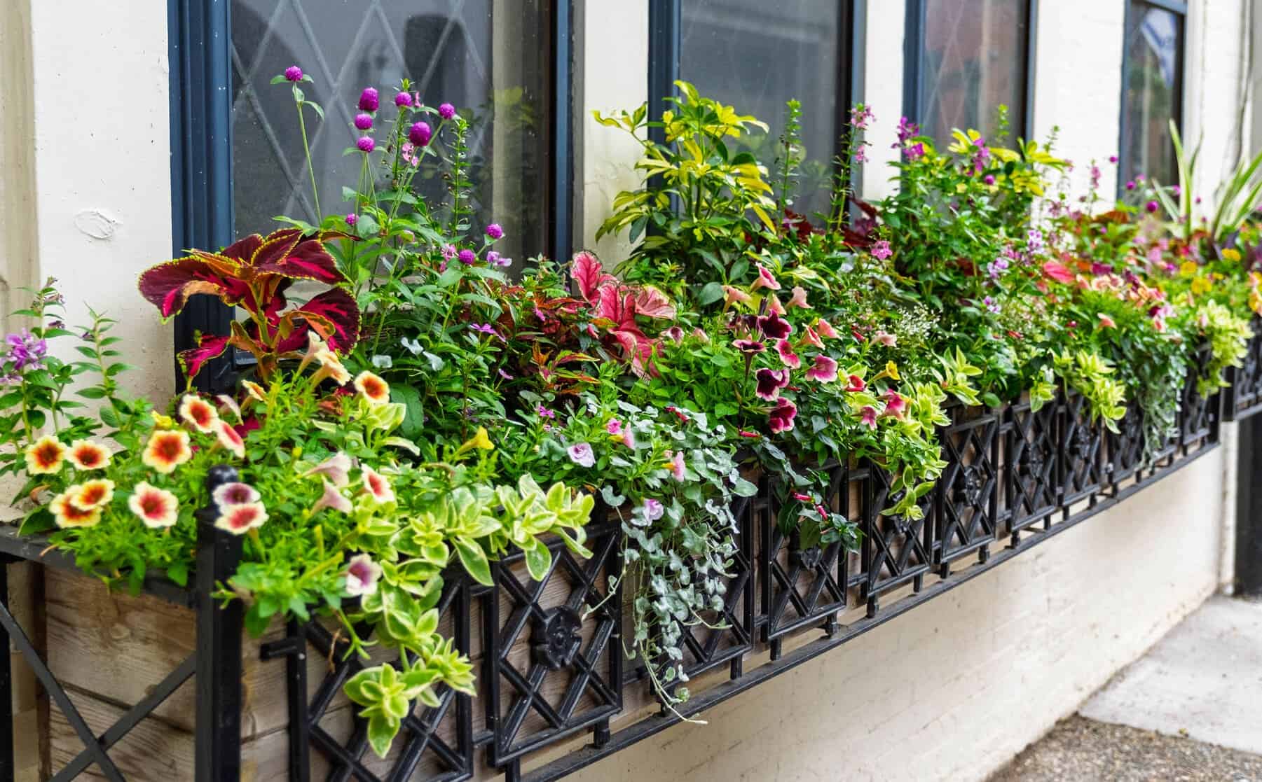 Long street-side window planter with mixed petunias, coleus, purple gomphrena stems, and trailing greenery along a cream wall.
