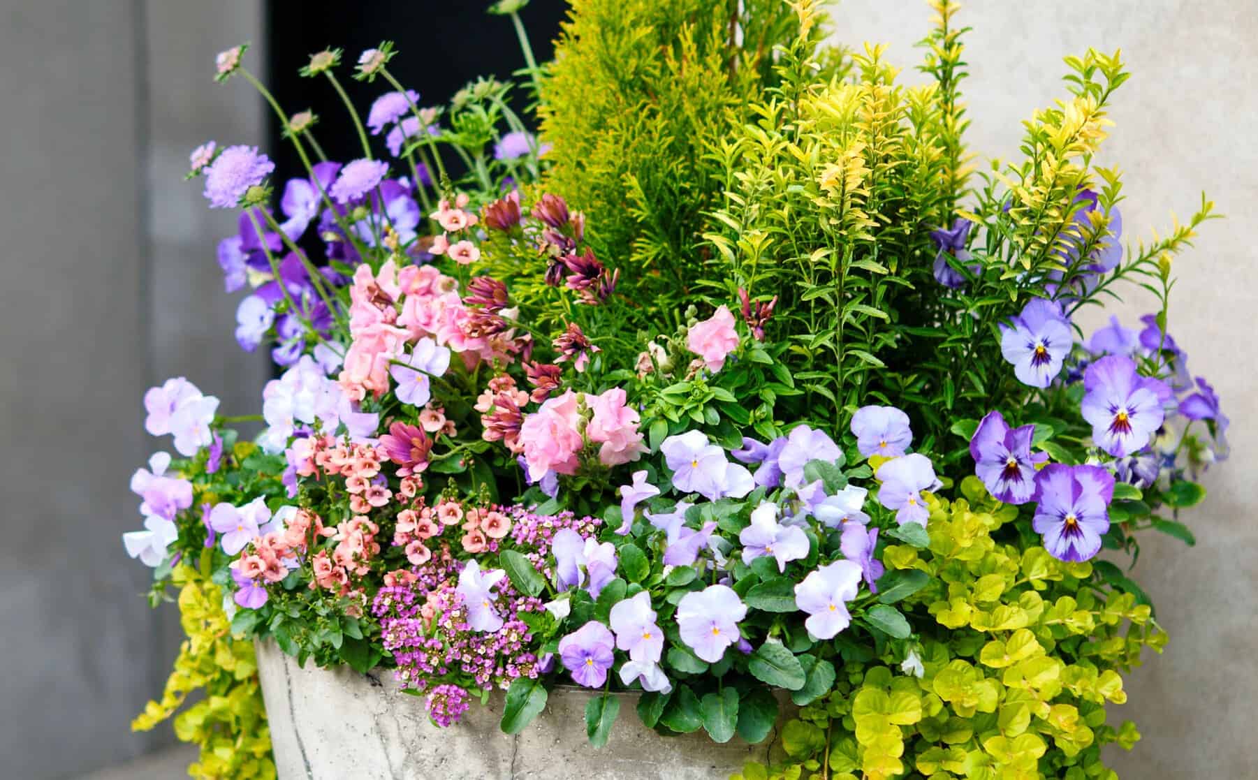 Full container arrangement with purple pansies, pink blossoms, airy purple flowers, evergreen foliage, and trailing chartreuse leaves.