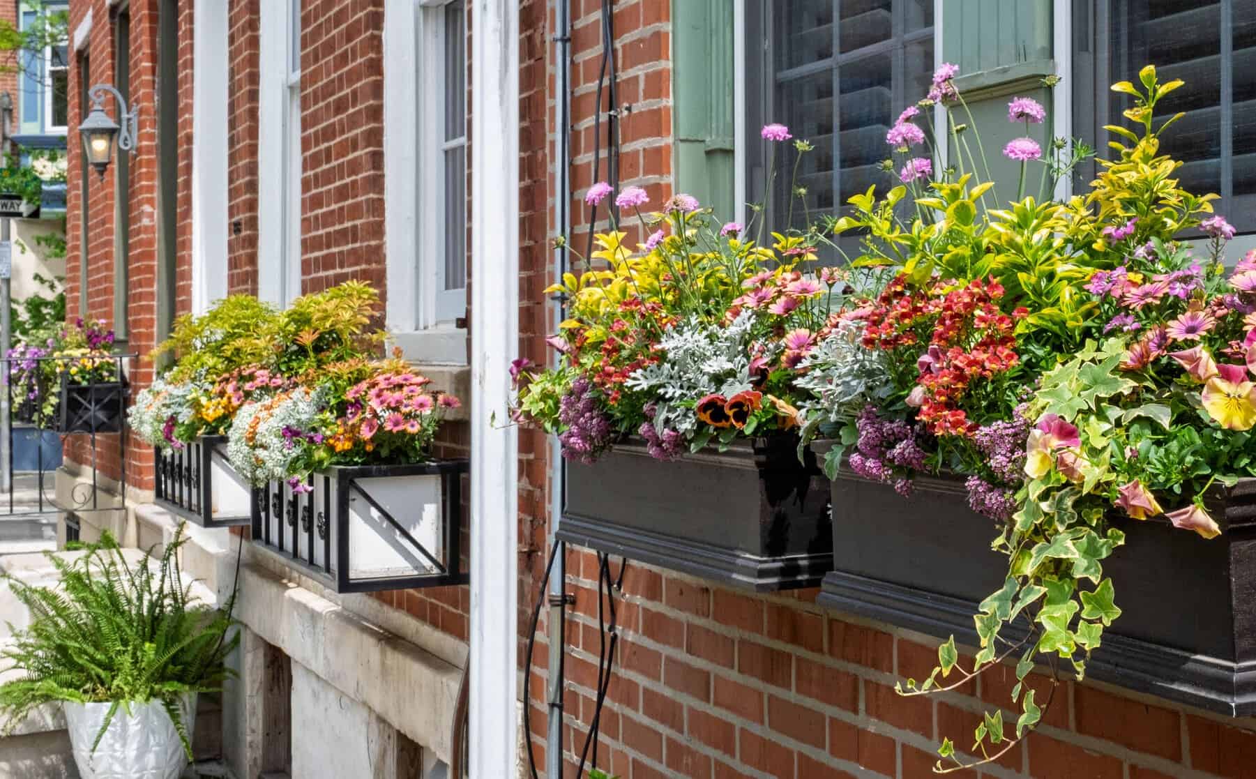 Brick rowhouse with multiple window boxes bursting with colorful flowers and greenery, including trailing ivy.