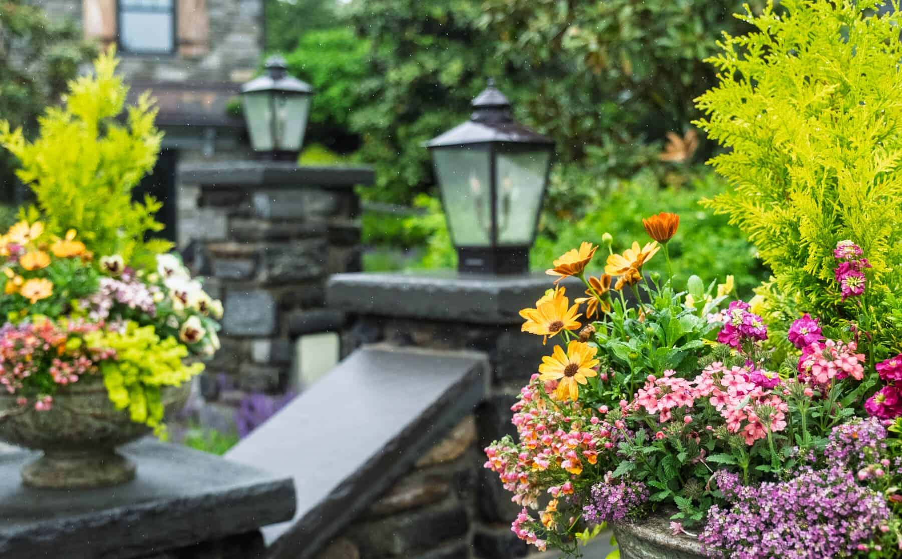 Overflowing planter of orange daisies and pink/purple flowers beside stone steps and lanterns, with light rain in the air.