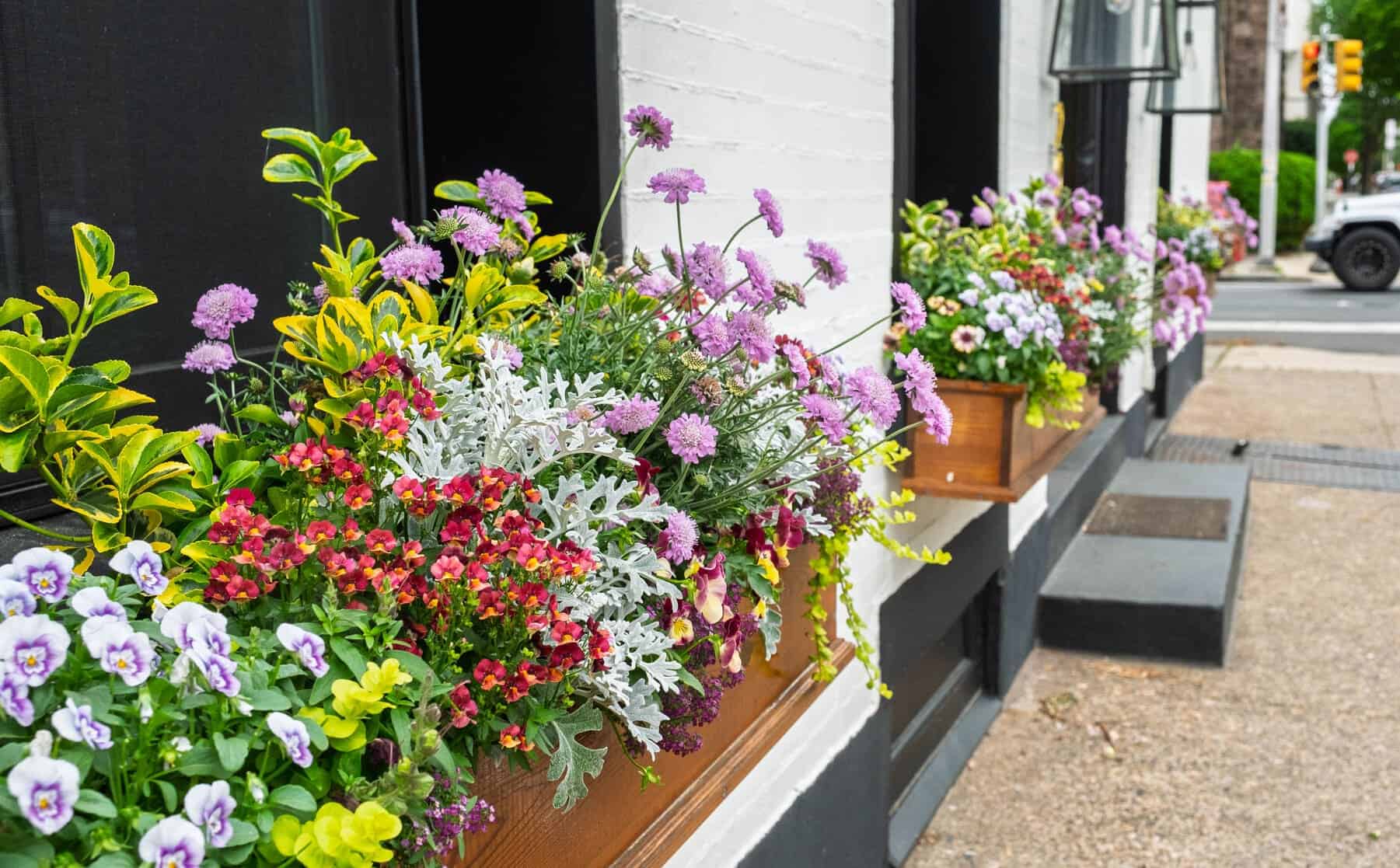 Colorful window boxes along a white-and-black building on a city sidewalk, filled with purple, red, and green foliage.