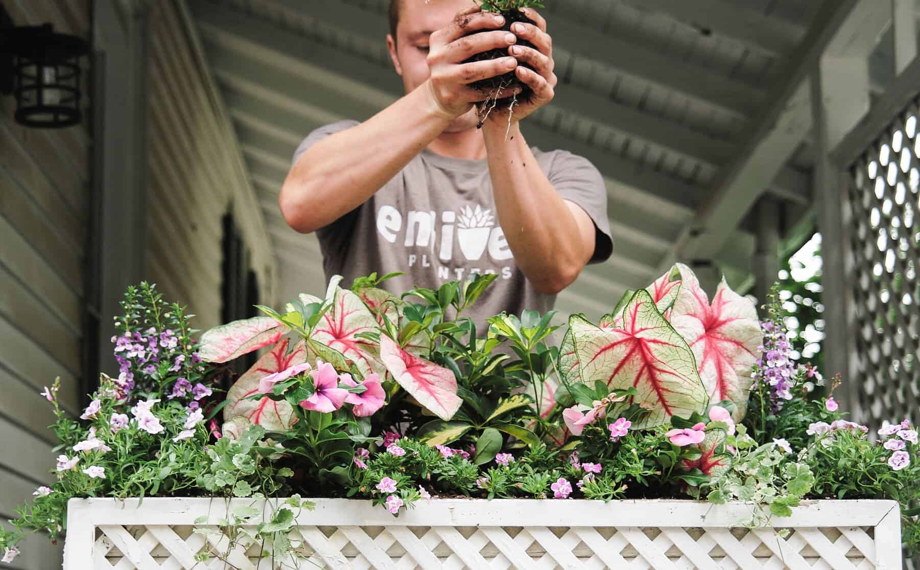 Person adds a plant to a white window box filled with caladium, pink flowers, and purple blooms on a covered porch.