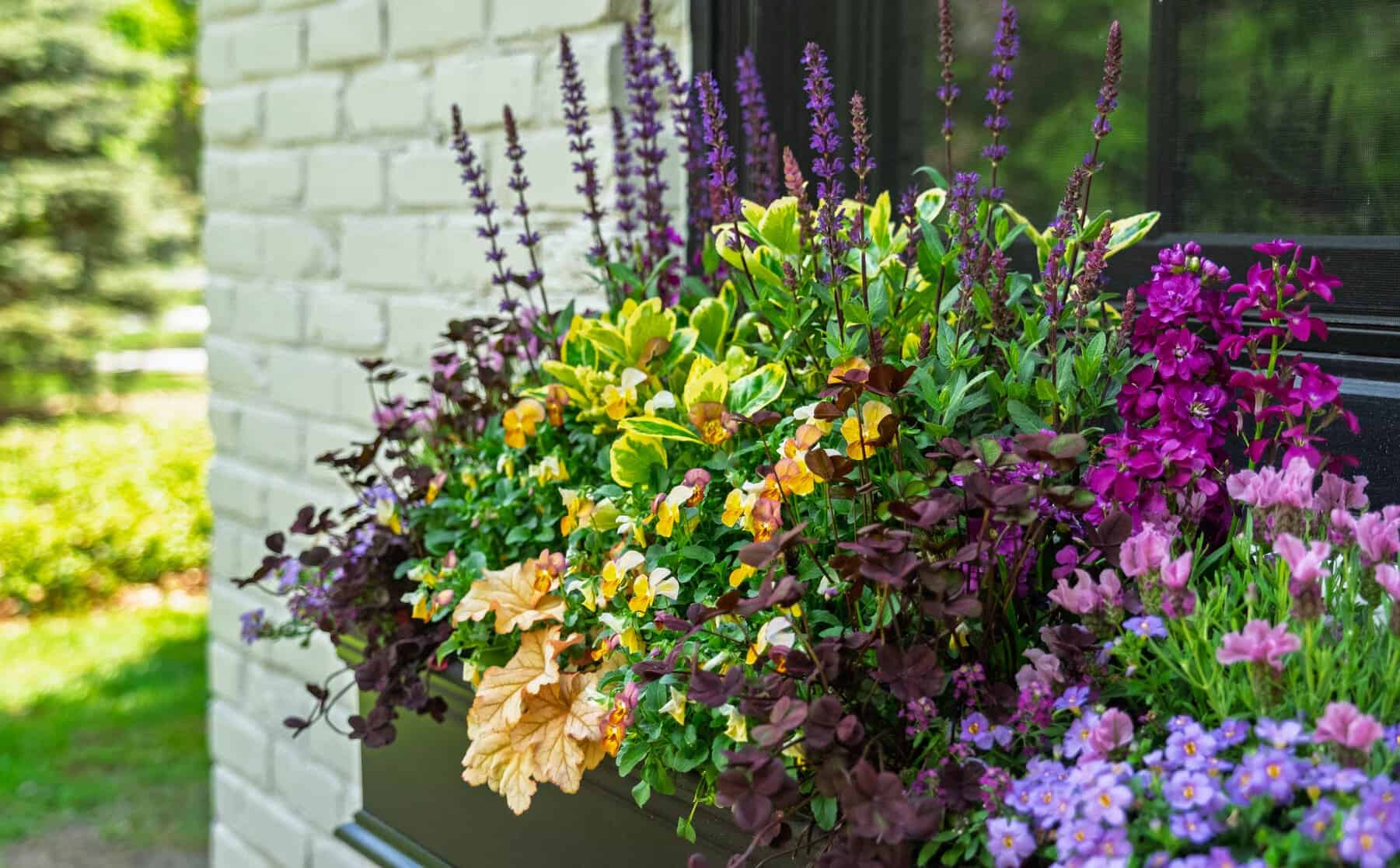 Lush window box against white brick with tall purple flower spikes, pansies, and bright magenta blooms.