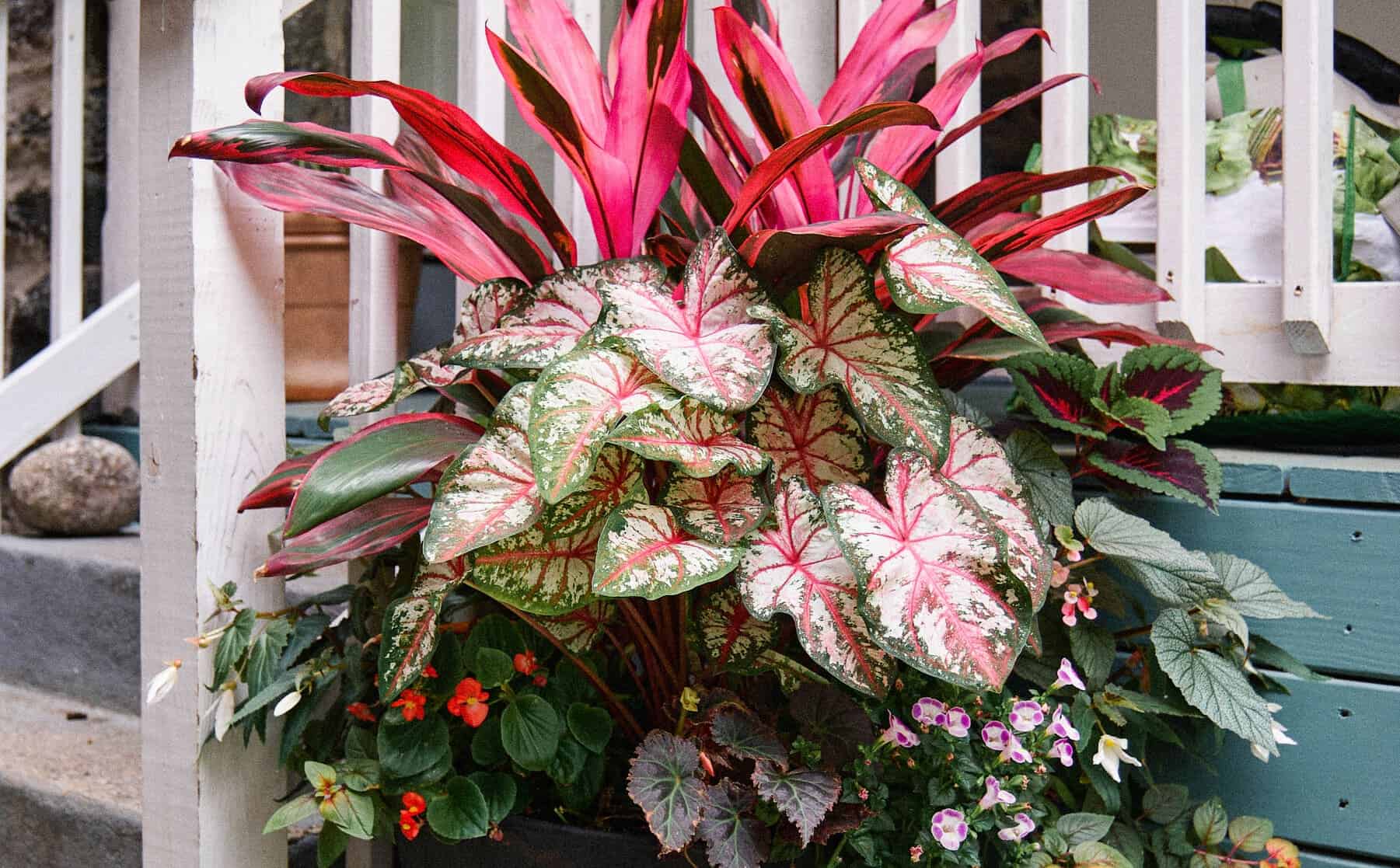 Porch container with pink ti plant and caladium foliage, underplanted with small orange and purple flowers beside white railing.