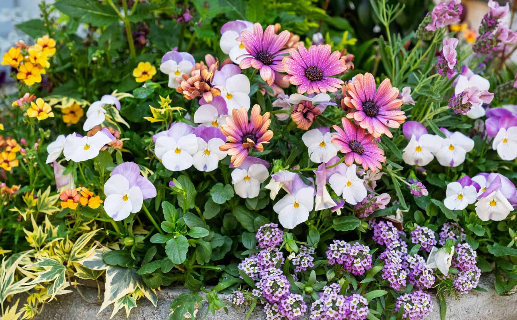 Close-up of mixed spring flowers—white and lavender pansies, purple alyssum, and pink-purple daisy-like blooms.