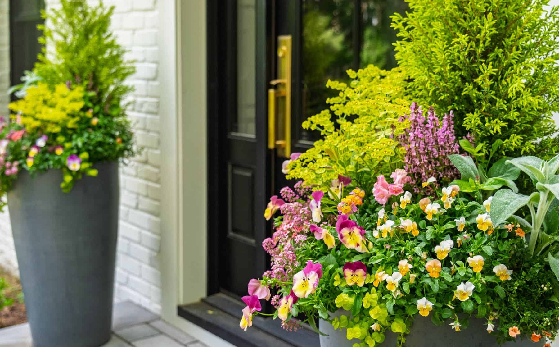 Front entry with a large, overflowing planter of pansies and greenery in the foreground and a tall pot blurred near the door.