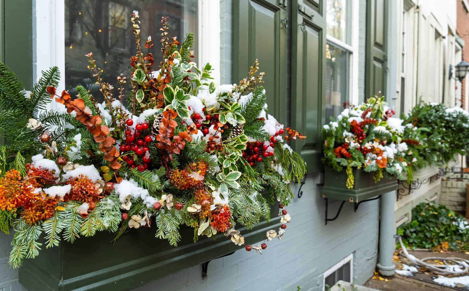 Snow-dusted window boxes filled with evergreens, red berries, and dried orange accents along a row of green-shuttered windows.
